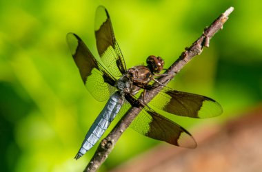 Beyaz kuyruklu güzel bir yusufçuk, canlı yeşil bir arka planla orta batı sulak alanının kenarında asılı duran bir dala tünemişti..