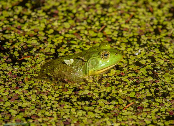 在威斯康星州的一个湿地上 一只鲜活的绿美洲牛蛙被野鸭簇拥着 吓得面目全非 — 图库照片