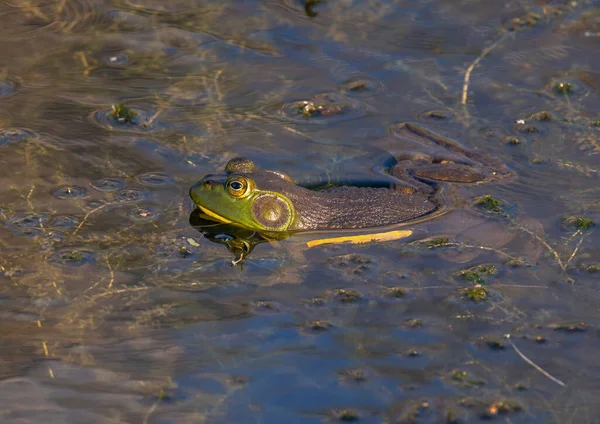 一只美丽的美国牛蛙栖息在威斯康星州一个湿地的表面 — 图库照片