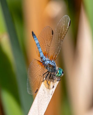 Güzel bir Blue Dasher yusufçuğu Colorado sulak arazisinin yakınlarındaki güneşin altında güneşlenirken fotoğraf çekti..