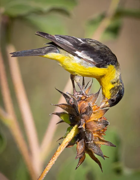 在科罗拉多野生动物保护区 一只美丽的小金翅雀捕捉到了从墨西哥向日葵中采集种子的行为 — 图库照片