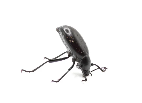 Escarabajo Apestoso Del Desierto Especie Eleodes Longicollis Haciendo Soporte Cabeza — Foto de Stock
