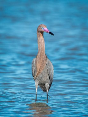 Güzel bir Reddish Egret Teksas sahillerinde avlanıyor..