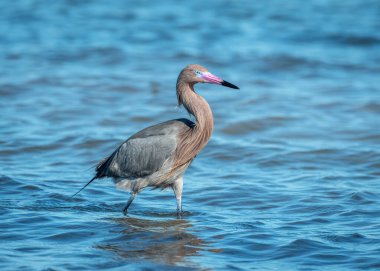 Güzel bir Reddish Egret Teksas sahillerinde avlanıyor..
