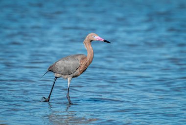 Güzel bir Reddish Egret Teksas sahillerinde avlanıyor..