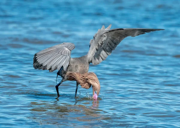 Una Bella Egret Rossastra Sta Cercando Cacciando Lungo Costa Del — Foto Stock