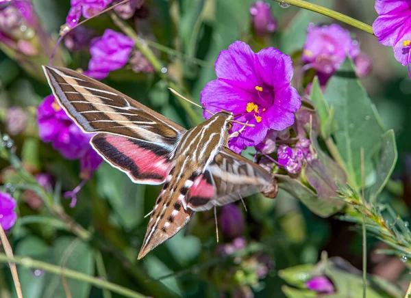 A beautiful and eye catching White-lined Sphinx moth hovering in front of a flower as it gathers nectar with blurry wings.