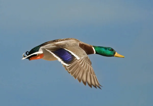 stock image A beautiful drake Mallard in nice light takes flight and flies right past the photographer.