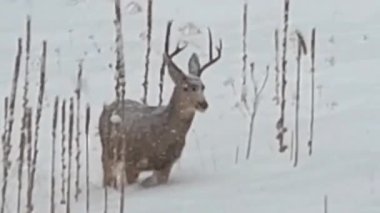 Colorado dağlarında derin karlarda gezinen bir katır geyiği Buck 'ın video görüntüleri. Yüksek kaliteli FullHD görüntüler