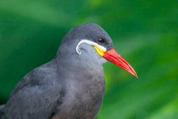 Beautiful Inca Tern Cooperates Nice Closeup — Stock Photo, Image