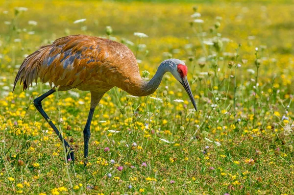 Beautiful Sandhill Crane Forages Amidst Wildflowers Wisconsin Meadow — Stock Photo, Image