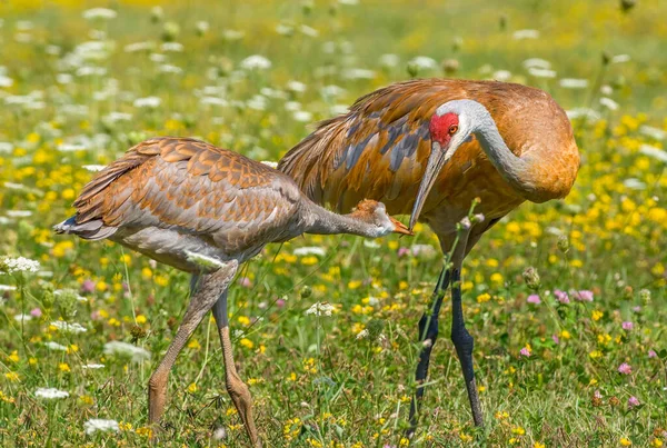 Parent Sandhill Crane Its Colt Forage Together Midwestern Field — Stock Photo, Image