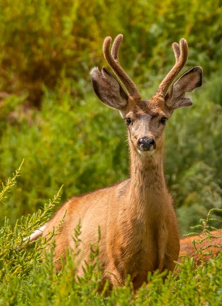 Een Bok Mule Deer Het Begin Van Herfst Fluweel Kijkt — Stockfoto