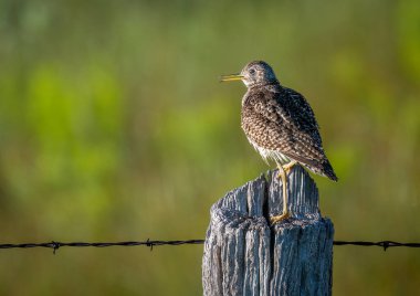 Kuzey Nebraska ovalarında eski ve yıpranmış bir çitin üzerine tünemiş güzel bir Upland Sandpiper. Kuzey Nebraska ovalarında eski ve yıpranmış bir çitin üzerine tünemiş güzel bir Çulluk..