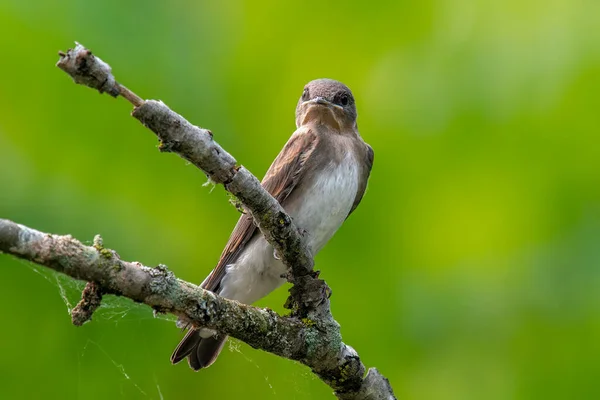 Deze Prachtige Northern Rough Winged Swallow Zat Mooi Een Tak — Stockfoto