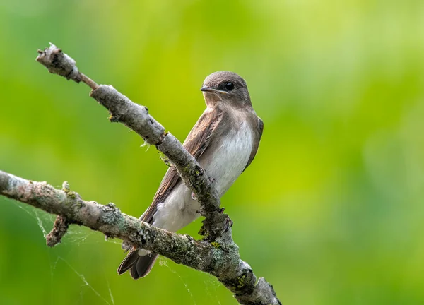 stock image This beautiful Northern Rough-winged Swallow perched nicely on a branch hanging over a midwestern river.