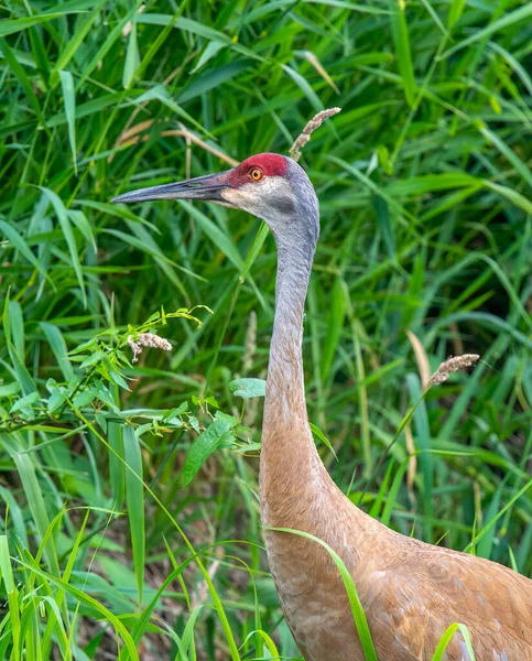 One Member Pair Sandhill Cranes Observed Foraging Midwestern River Edge — Stock Photo, Image