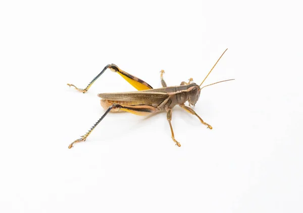 Una Toma Estudio Grasshopper Común Dos Rayas Medio Una Explosión — Foto de Stock