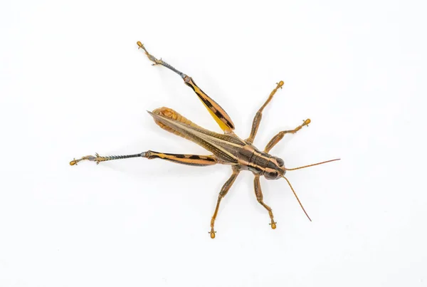 Una Toma Estudio Grasshopper Común Dos Rayas Medio Una Explosión — Foto de Stock