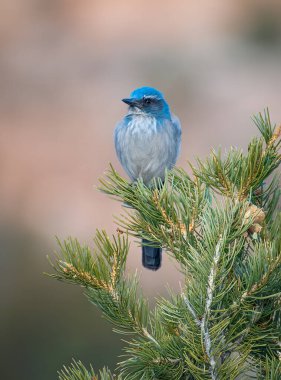 Güzel bir Woodhouse 's Scrub-Jay, Colorado' nun vahşi doğasında Pinyon Çamı 'nın tepesinde güzel bir şekilde tünemektedir..