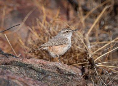 Küçük sevimli bir Rock Wren kışın Colorado kanyonunda yiyecek ararken güzel poz veriyor..