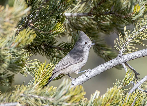 Büyüleyici küçük bir Juniper Titmouse Pinyon Pine dalına tüneyerek dünyayı keşfeder..