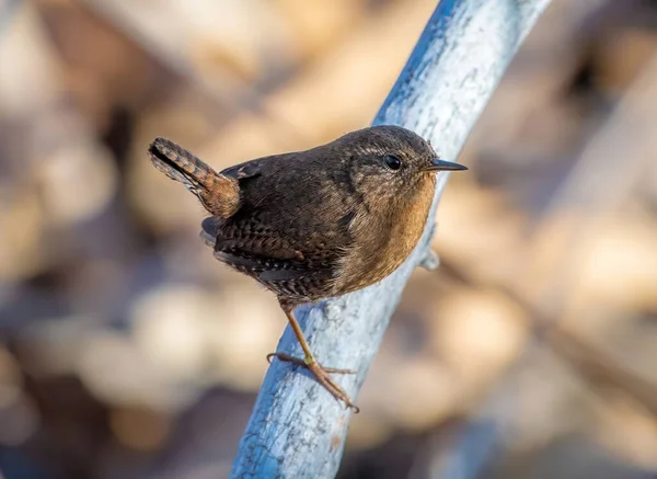 Güzel, küçük bir Pasifik Wren, Colorado 'daki Arkansas Nehri' nin gölgelerinde zıplarken çekilmiş..