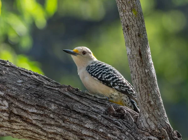 Een Prachtige Golden Fronted Woodpecker Neergestreken Zijkant Van Een Boomstam — Stockfoto