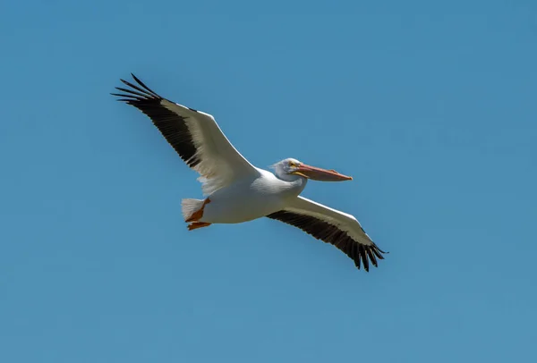 Pelicano Branco Americano Bonito Voa Passado Com Asas Prendidas Largas — Fotografia de Stock