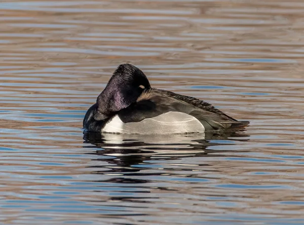 Beautiful Drake Ring Necked Duck Photographed Swimming Pond Denver Colorado — Stock Photo, Image