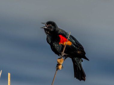 Kırmızı kanatlı güzel bir erkek karatavuk, Colorado 'nun sulak topraklarında kendi bölgesinin kralı olduğunu ilan ediyor..