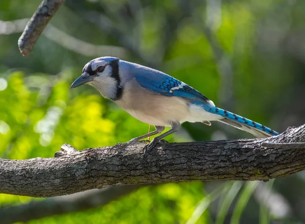 Teksas Körfezi Ormanlarında Güzel Bir Mavi Jay Fotoğrafı Çekildi — Stok fotoğraf