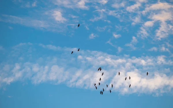 Flock Sandhill Cranes Circled Evening Light Calling Out Each Other — Stock Photo, Image