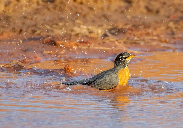 This American Robin came in to a water puddle in the Texas brush for a late day drink and a bath and started sending water droplets all over while it splashed.