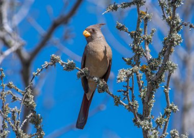 Bu güzel dişi Pyrrhuloxia aynı zamanda armasından dolayı Çöl Kardinali olarak da bilinir..