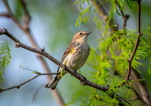 这只黄斑莺在春天的迁徙中 在得克萨斯州的森林里觅食时 在树枝上舒适地栖息了一会儿 — 图库照片
