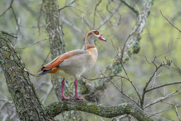 Egyptian Goose Totally Comfortable Resting Branches Large Tree Austin Texas — Stock Photo, Image