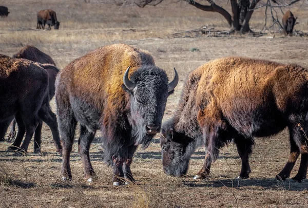 Deze Kudde Bison Woont Zwerft Het Terrein Het Prachtige Caprock — Stockfoto