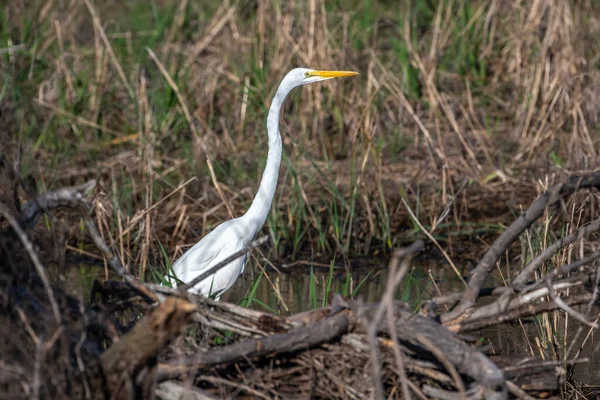 这只美丽的大白鹭是在德克萨斯州春天的湿地里觅食时被拍照的 — 图库照片