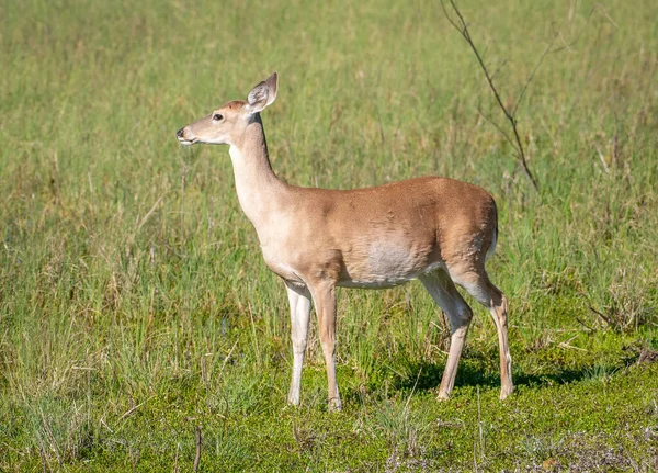 人们看到这只白尾鹿正在得克萨斯州南部湿地边的茂盛的绿草中吃草 — 图库照片
