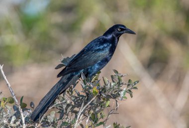 Güzel bir erkek büyük kuyruklu Grackle Teksas kıyılarındaki bir ağaca tünedi..