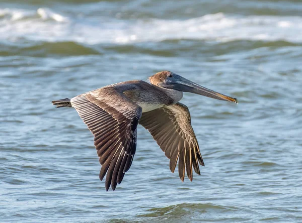 Ein Junger Brauner Pelikan Fliegt Entlang Der Texanischen Küste Seinem — Stockfoto