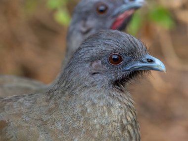 Bu Ova Chachalaca Güney Teksas şapelinde bulunan bir grup kuştan biridir. Ormanda dolaşma şekilleri gizlidir ama çok gürültülüdürler..