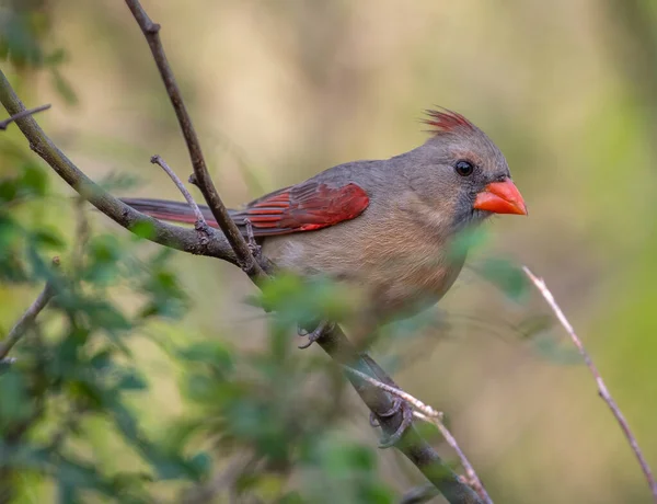 Beautiful Female Northern Cardinal Came Bird Feeding Station Laguna Atascosa — Stock Photo, Image