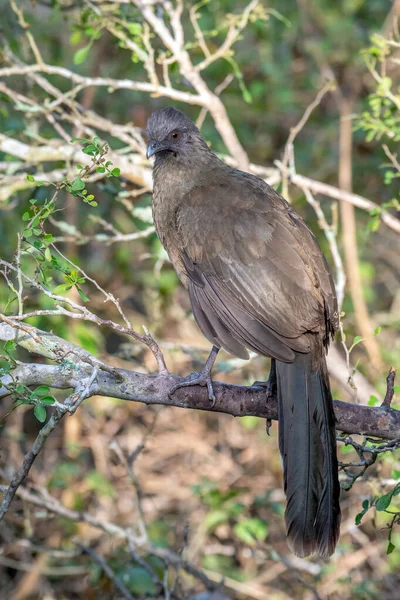 This Plain Chachalaca is one of a group of birds found in the chaparral of south Texas. They are secretive in the way they move around the forest but tend to be very noisy.