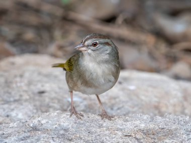 Bu tipik utangaç Olive Sparrow, Laguna Atascosa Ulusal Vahşi Yaşam Sığınağı 'ndaki bir kuşun dışındaki tohumlarla beslenmek için Teksas' ın güneyindeki bir çalılıktan çıktı..