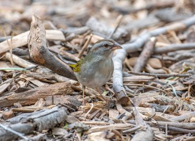 Bu tipik utangaç Olive Sparrow, Laguna Atascosa Ulusal Vahşi Yaşam Sığınağı 'ndaki bir kuşun dışındaki tohumlarla beslenmek için Teksas' ın güneyindeki bir çalılıktan çıktı..