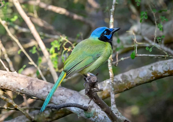 Canlı Renkli Yeşil Jay Teksas Güneyindeki Bir Doğal Alandaki Kuş — Stok fotoğraf