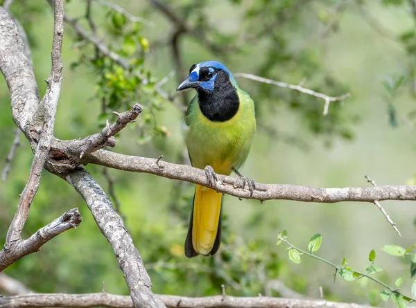This vibrant colored Green Jay perched on a branch in a thicket near a bird feeding station in a south Texas natural area.