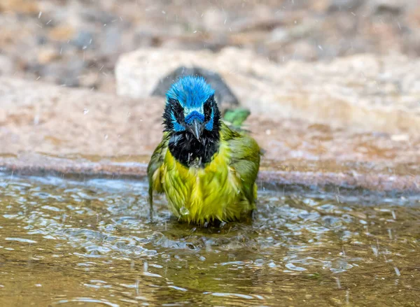 Güzel Bir Yeşil Jay Texas Ormanlarında Bir Birikintisinde Banyo Yapıyor — Stok fotoğraf